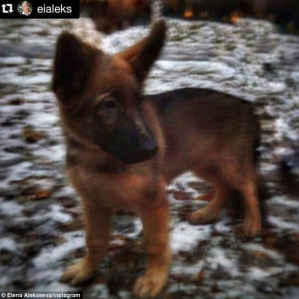 Diesel French Police Dog