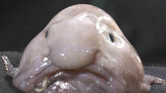 Meet the Blobfish, World's Ugliest Animal (Video)