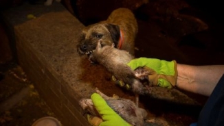 Rodent Infestation At An All-Time High In New York City: 'The Rats Are Taking Over'