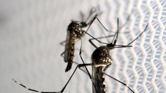 Clinton Urges U.S. Congress to Reconvene, Pass Zika Bill