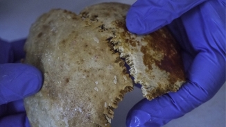 Ancient DNA From Skeleton at World’s Most Mysterious Shipwreck Found by Scientists